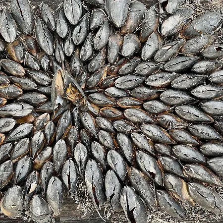 Charming In The Heart Of La Palmyre *