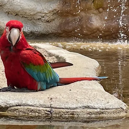 Charming In The Heart Of La Palmyre Appartamento *